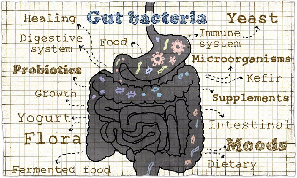 Healthy Gut bacteria
