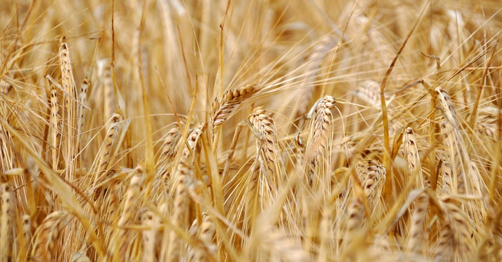 foods containing wheat