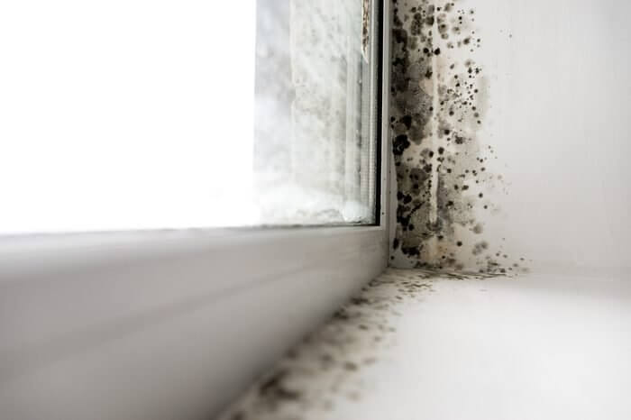 The toxic effects of hidden mould