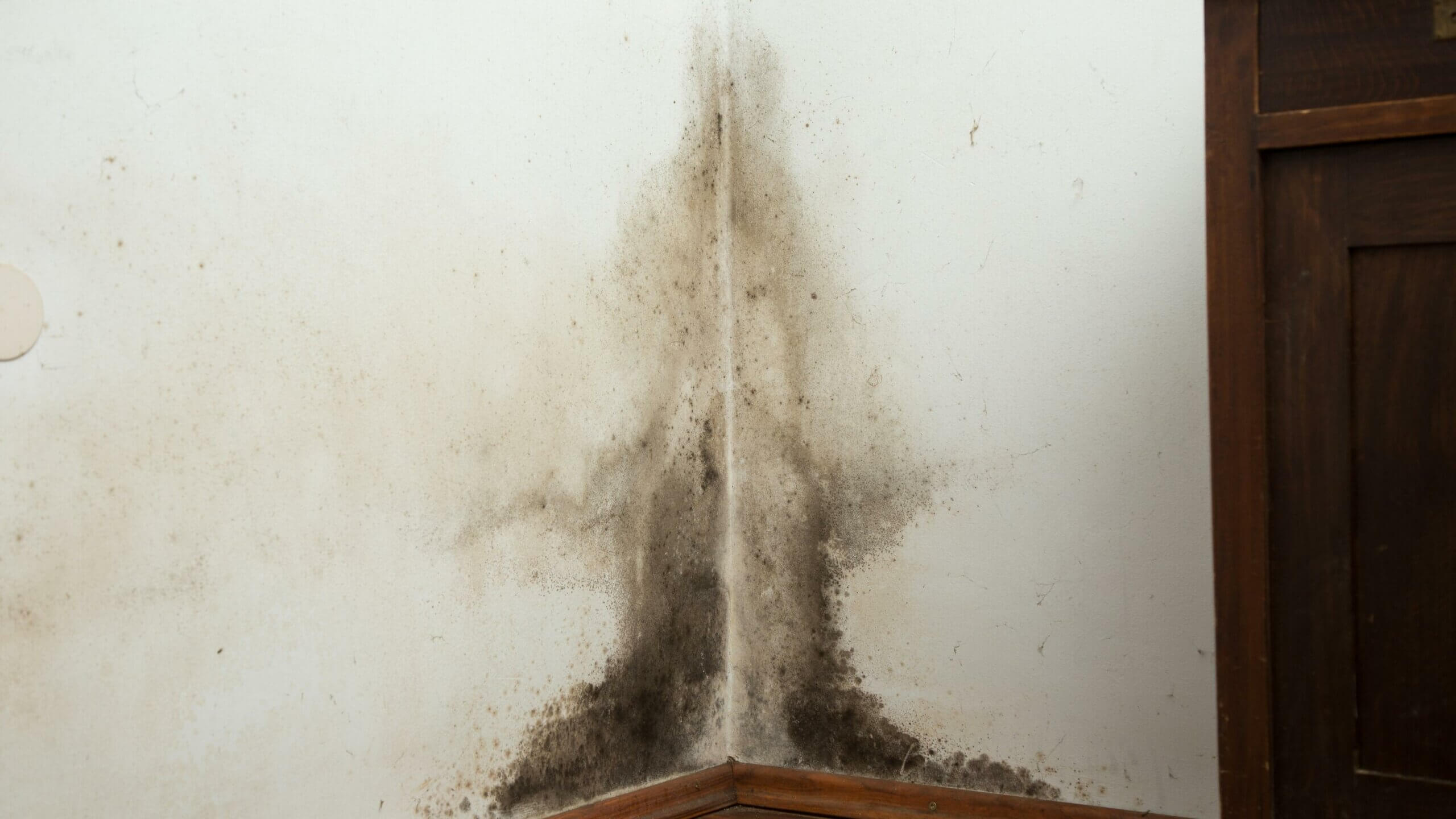 How Toxic Mould Affects Your Brain